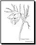 flower coloring page