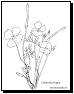 flower coloring page